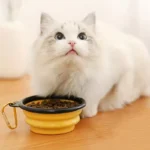 TPE dog bowl cat bowl wear-resistant and durable pet folding bowl travel outdoor drinking water feeding portable pet bowl - Image 5