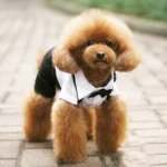 Dog Clothes Cat Prince Wedding Costume Cute Gentleman Cachorro Mascotas Chihuahua Tuxedo Bowtie Puppy Coat Pets Supplies - Image 2