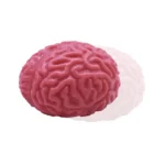 NEW Squishy Brain Stress Relief Toys Creative Quirky Simulation Brain Adult Children Improve Attention Sensory Intelligence Toys - Image 4