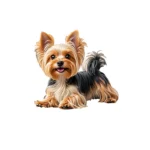 14x13.5cm Yorkshire Terrier Dog Vinyl Sticker, Waterproof Scratch-Resistant Decal for Motorcycles, Laptops, Cars, Trucks, SUV - Image 2